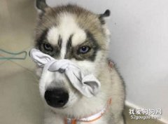 哈士奇亂叫如何糾正