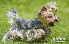 喂養約克夏犬的3個注意事項