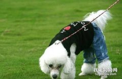 貴賓犬如何拔耳毛和護理