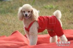 如何預防貴賓犬受涼感冒