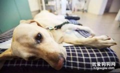 狗狗中毒的癥狀有哪些