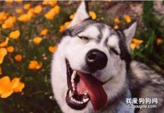 狗狗怎么表达愉悦，狗狗会笑吗