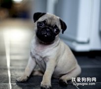 狗狗發熱了怎么辦？