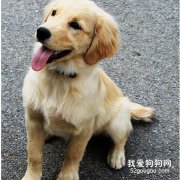 狗狗補鈣的常識