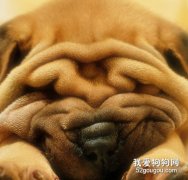 沙皮犬的睡眠習慣