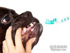 怎樣為狗狗清潔牙齒？