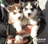 剛買的狗狗回家怎么照顧？