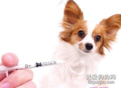 給狗狗注射疫苗注意的幾點？