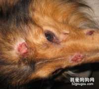 蘇牧得了皮膚病怎么辦？