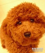 貴賓犬和泰迪的關系