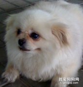 怎么辨別狗狗是不是得犬瘟？