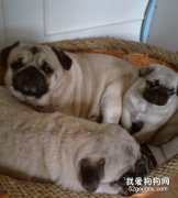 喂養巴哥犬注意什么？