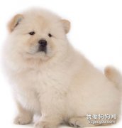怎么清除狗狗身上的異味？