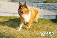 蘇牧拉肚子怎么辦？