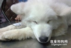 寵物狗常見癥狀及防治匯總