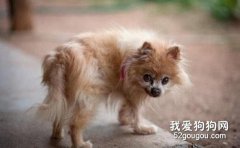幾種方法讓你的愛犬不隨地大小便