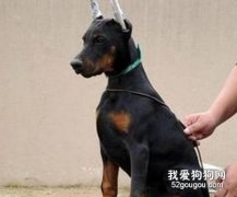 有關杜賓犬的美容常識介紹