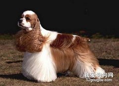 美國可卡犬的基本美容方法