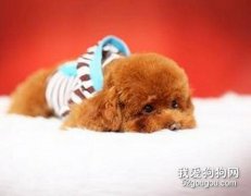 教您如何對待犬的嘔吐性疾病