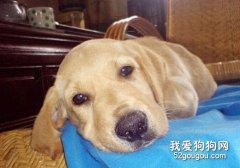 如何看狗狗生病的征兆？