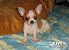 吉娃娃的基礎寵物美容