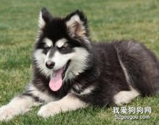 美容護理阿拉斯加雪橇犬