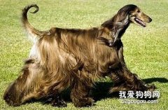 有關長毛狗狗梳理小貼士