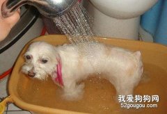 怎樣給小狗洗澡及喂食？
