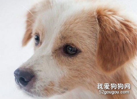 狗狗眼睛護理