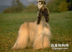長發狗狗的美容相關事宜
