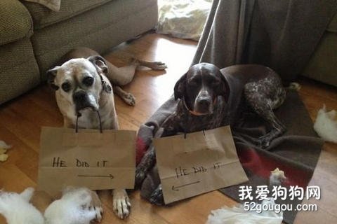 狗狗做壞事