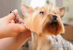 日常寵物美容小提示