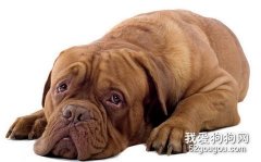 讓狗狗遠離腎結石病