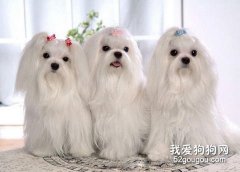 馬爾濟斯犬的美容