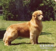 金毛巡回獵犬的美容