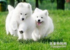 如何喂養薩摩耶犬？