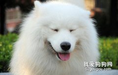 養薩摩耶犬十要素！