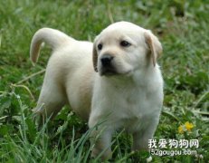 幼犬勿喂雞骨