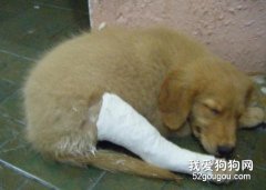 有關狗狗急救常識