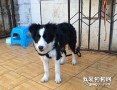 4個月以上幼犬的飲食管理