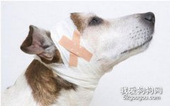 犬類的意外緊急救護常識