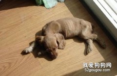 狗狗拉稀(拉肚子)常見原因及治療方法