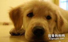 犬的胃內異物癥