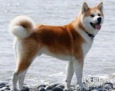 秋田犬的美容護理