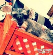 狗狗的睡覺姿勢解密