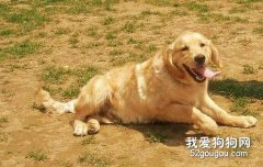 關于犬的異嗜癖