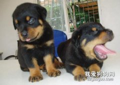 新買來的犬不能立即打疫苗！