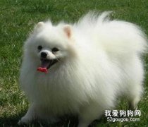 狗狗大小便的信號