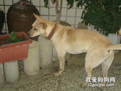 狗狗到底在聞什么？