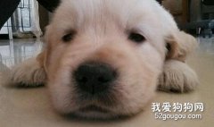 幼犬輪狀病毒感染怎么辦？